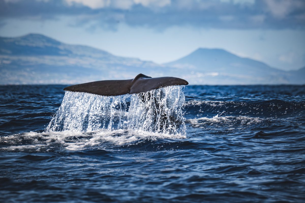 A whale's tail rising out of the ocean